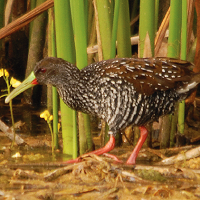 Spotted Rail in Jamaica; photo by Wolde-Kristos