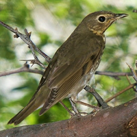 Swainson's Thrush, in the Dominican Republic; photo by Miguel A. Landestoy