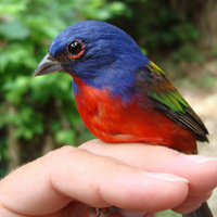Painted Bunting (male) trapped in the Dominican Republic; photo by Andre and Keila Dhondt