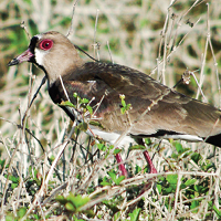 Southern Lapwing in tall grass; photo by Carel P. de Haseth