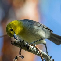 Yellow-headed Warbler perched; photo by Aslam Castellon