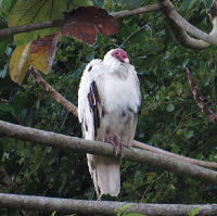 Leucistic Turkey Vulture, in Jamaica; photo by Justin Proctor