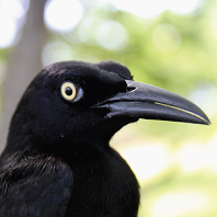 Carib Grackle, up close; photo by Leticia Soares
