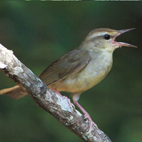Swainson's Warbler vocalizing; photo by Gary Graves/Justin Proctor