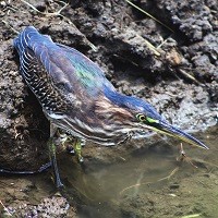 Green Heron positioned to hunt; photo by Jonathan Liddell