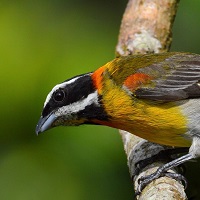 Puerto Rican Spindalis, commonly known as the Striped-headed Tanager; photo by Ernesto Burgos