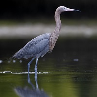 Reddish Egret standing in pond with reflection in water; photo by Wildfred Marissen