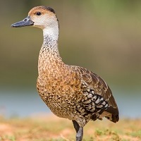 West Indian Whistling Duck; photo by Ray Robles