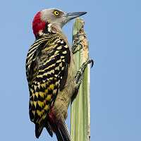 Endemic Hispaniolan Woodpecker, perched vertically; photo by Pericles Brea
