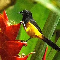 Endemic Montserrat Oriole, perched on heliconia; photo by Adam Stinton