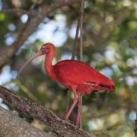Scarlet Ibis, the national bird of Trinidad and Tobago; photo by Aaron Budgor