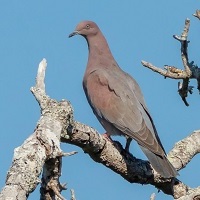 Plain Pigeon, perched on branch; photo by Jose M Panteleon