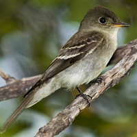 Eastern Wood-Pewee, perched; photo by Pedro G. Rodriguez