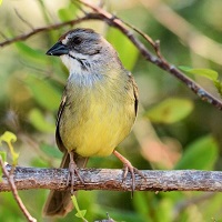 Zapata Sparrow, endemic to Cuba; photo by Kenneth Butler