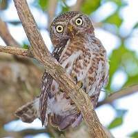 Cuban Pygmy Owl, perched and peering down; photo by Rafy Rodriguez