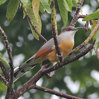 Jamaican Lizard Cuckoo perched on tree; photo by Eric Hynes