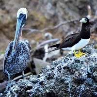 Brown Pelican and Brown Booby on offshore island; photo by Juliana Coffey