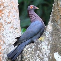 Scaly-naped Pigeon perched between branches; photo by Charles D. Peters